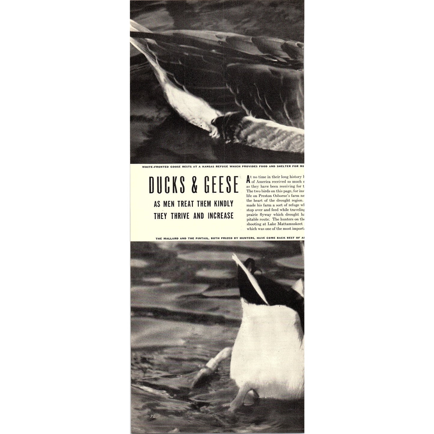 Bell & Howell Filmo Movie Camera Cocker Spaniels 1940 Ad V14-8