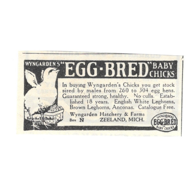 Wyngarden Hatchery & Farms Baby Chicks Zeeland Michigan 1924 Ad AG3-S3