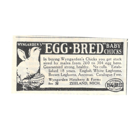 Wyngarden Hatchery & Farms Baby Chicks Zeeland Michigan 1924 Ad AG3-S3
