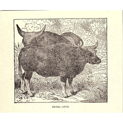 Gayal Cows 1902 Engraving Plate AF4-H1