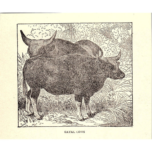 Gayal Cows 1902 Engraving Plate AF4-H1