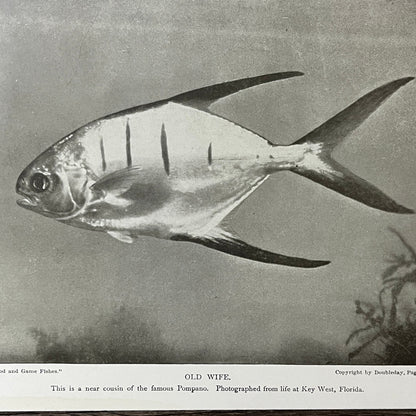 1902 Old Wife Fish Photograph Key West FL Doubleday Vintage Kitsch 6x9 Print V2