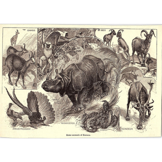 Eurasia Animals Rhino Chamois Ibex Cobra Reindeer 6x8" 1901 Engraving AF6-16