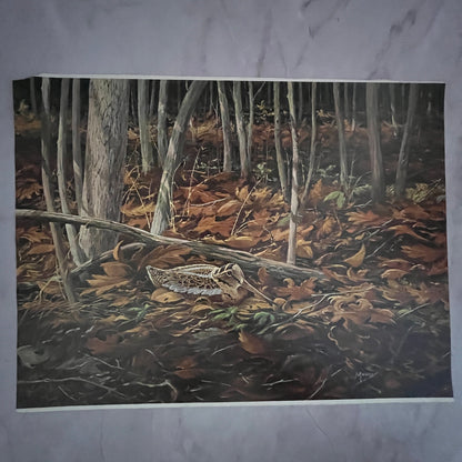 Early Brood Woodcock Young - Maass 12x16" Art Print FL1