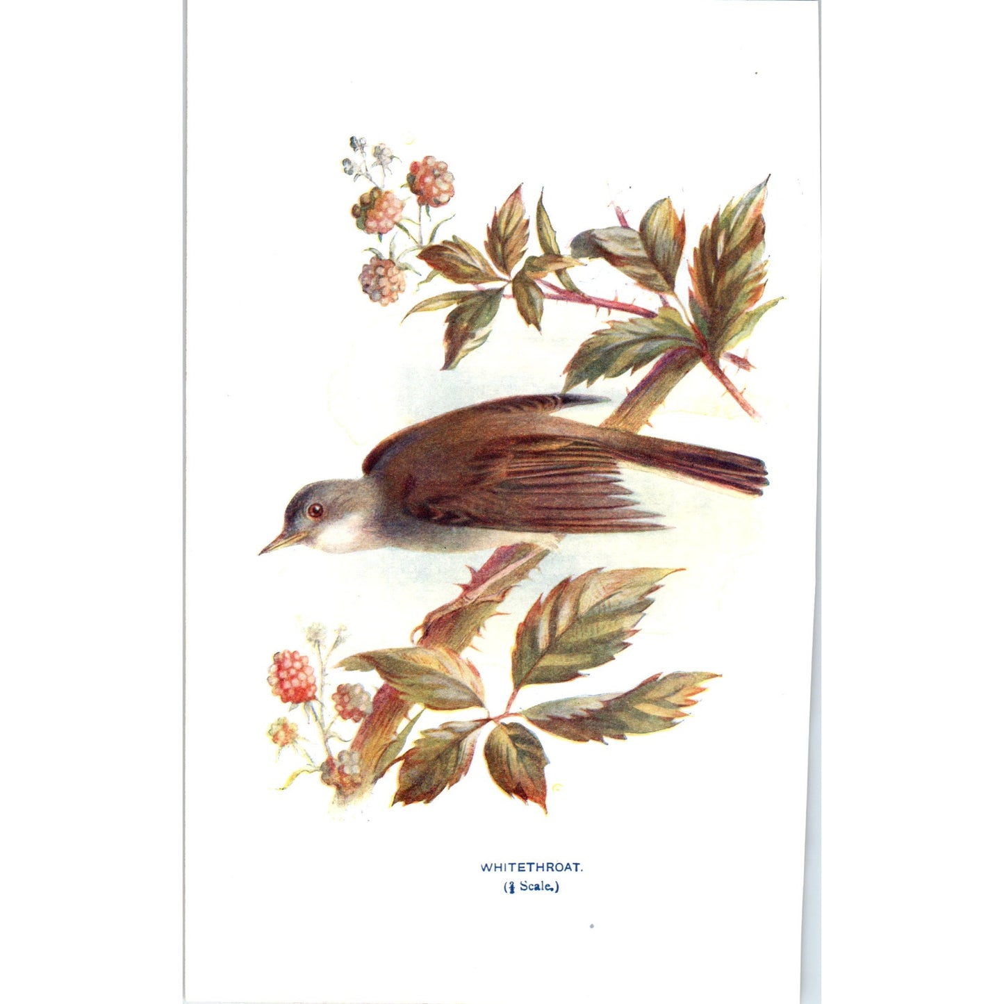 Whitethroat Bird 1903 Original Color Engraving Plate Print AD8-B3