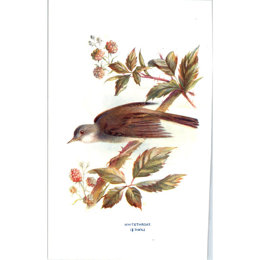 Whitethroat Bird 1903 Original Color Engraving Plate Print AD8-B3