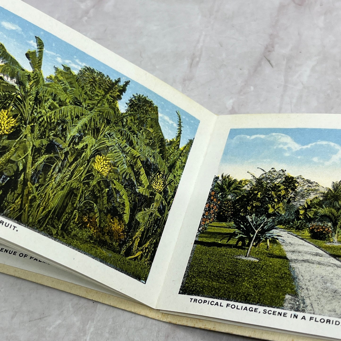 c1910 Come to Florida Souvenir Postcard Photo Booklet SD2