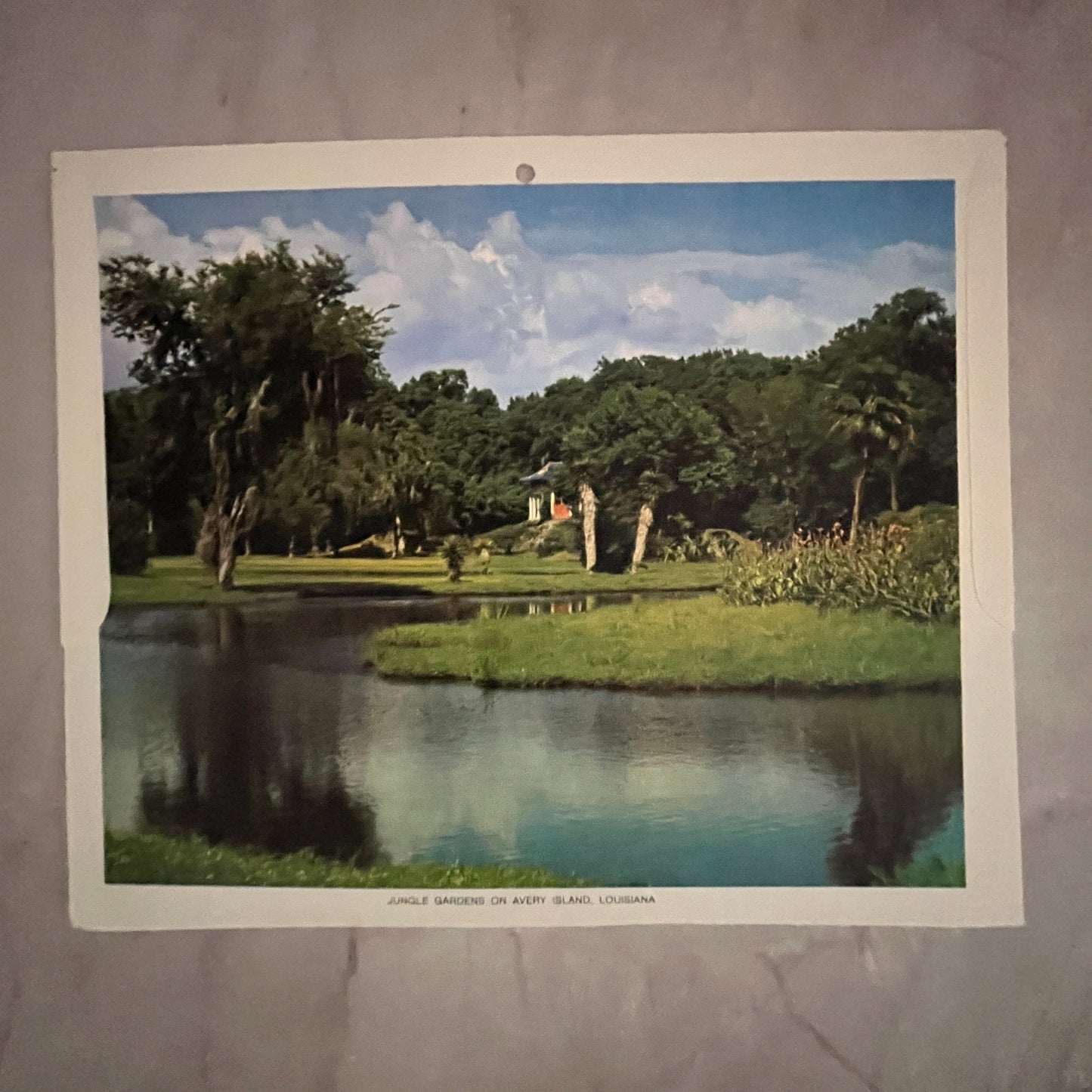 Jungle Gardens on Avery Island Louisiana 6.5x7.5" Art Print V23