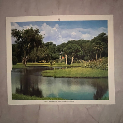 Jungle Gardens on Avery Island Louisiana 6.5x7.5" Art Print V23