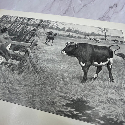 The Sick Cow - Original 1904 A.B. Frost Art Print V14-3
