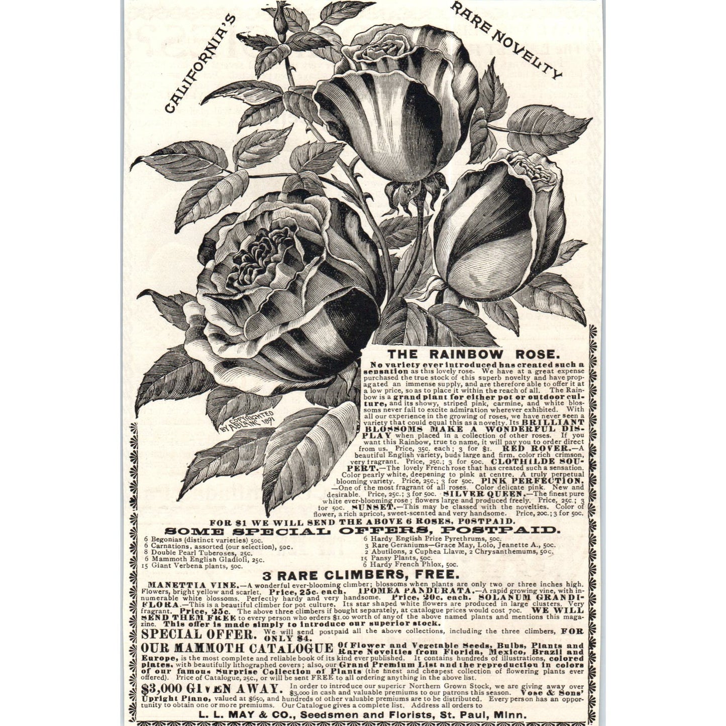 The Rainbow Rose L.L. May & Co St. Paul Minnesota c1890 Victorian Ad AE8