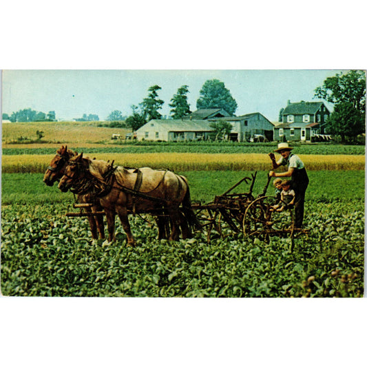 Amish Boys Farming With Cultivator PA Dutch Vintage Postcard PD4