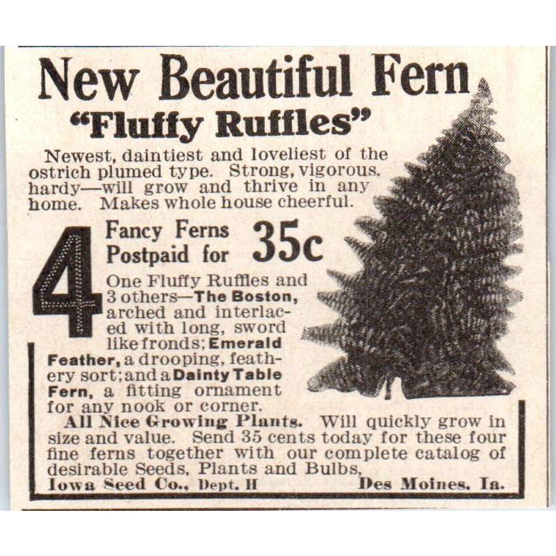Beautiful Ferns The Iowa Seed Co Des Moines IA 1918 Magazine Ad AF1-SS1