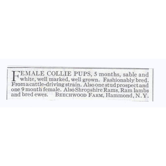 Collie Pups Beechwood Farm Hammond NY 1913 Magazine Advertisement AE7-N8