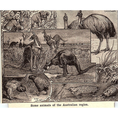 Animals of Australian Region Kangaroo Kiwi Echidna 3x4" 1901 Engraving AF6-M15