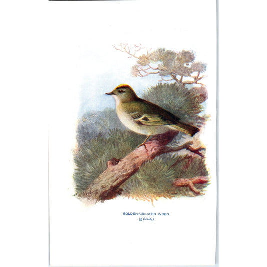 Golden-Crested Wren Bird 1903 Original Color Engraving Plate Print AD8-B3