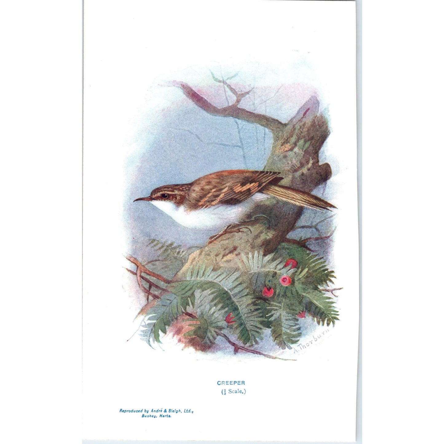 Creeper Bird 1903 Original Color Engraving Plate Print AD8-B4