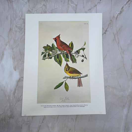 Cardinal Grosbeak John James Audubon Art Print 11x14 FL6-4