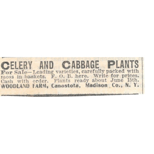 Celery & Cabbage Plants Woodland Farm Canastota NY 1905 Magazine Ad AF1-NES1