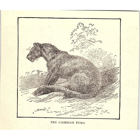 The American Puma 1902 Engraving Plate AF4-H2
