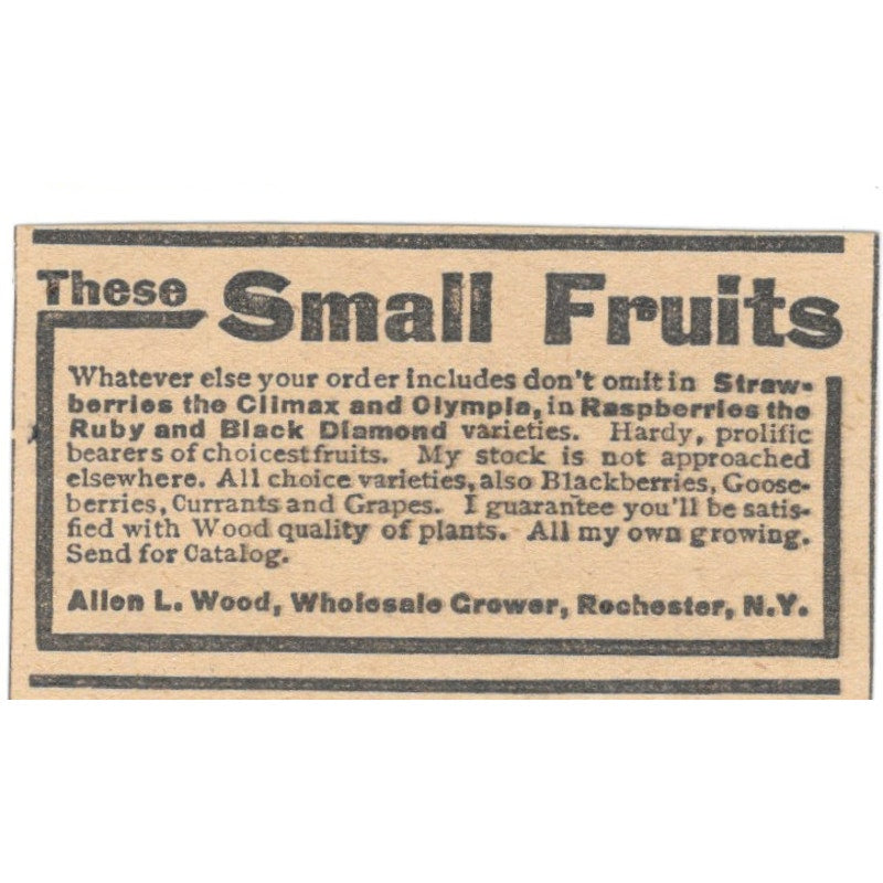 Allen L. Wood Grower Small Fruits Rochester NY 1905 Magazine Ad AF1-NES3