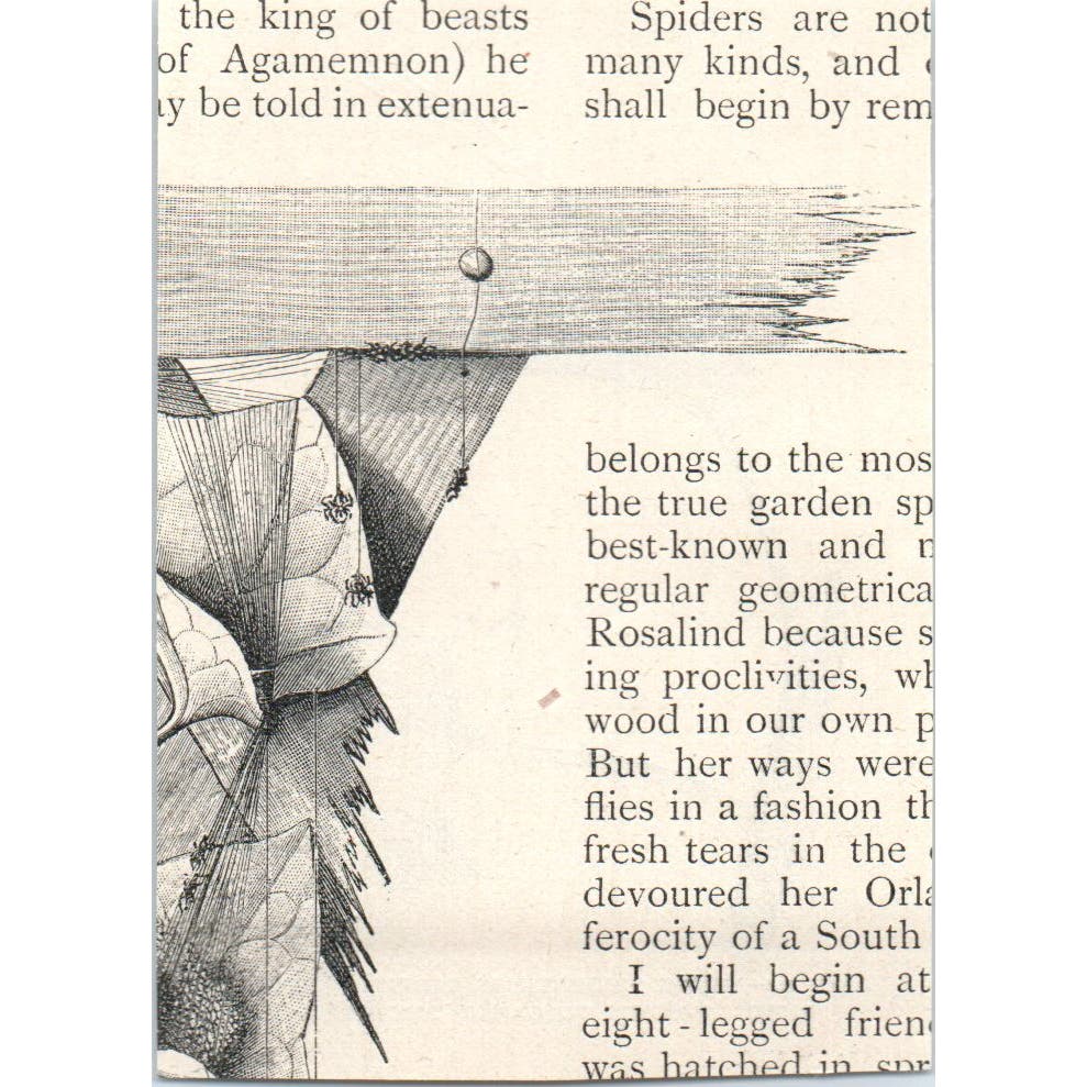 Spiderlings Cast Threads to Catch the Wind 1897 Victorian Engraving AE9-TS12