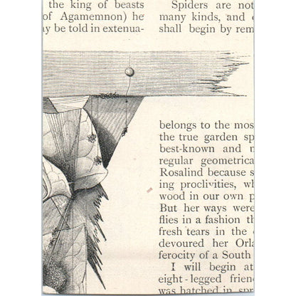 Spiderlings Cast Threads to Catch the Wind 1897 Victorian Engraving AE9-TS12