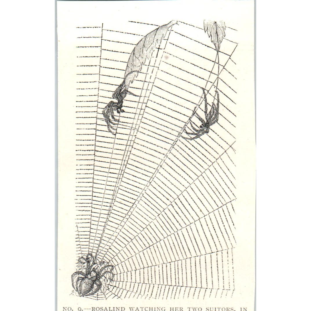 Rosalind Spider Watching Her Two Suitors 1897 Victorian Engraving AE9-TS12