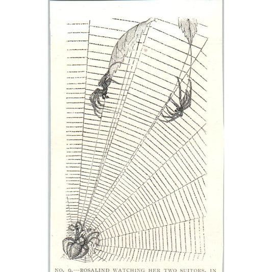 Rosalind Spider Watching Her Two Suitors 1897 Victorian Engraving AE9-TS12