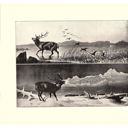 The Sanctuary / The Challenge - Sir Edwin Landseer - 1898 Litho Art Print D19