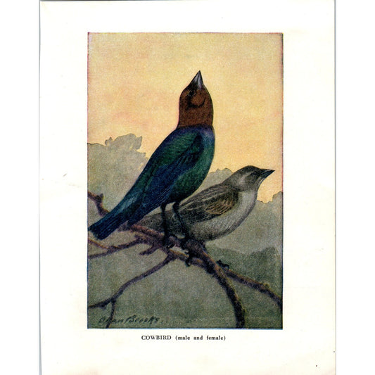 Cowbird Male & Female 4.5x.6.25" Allan Brooks 1934 Bird Book Print AF1-BB