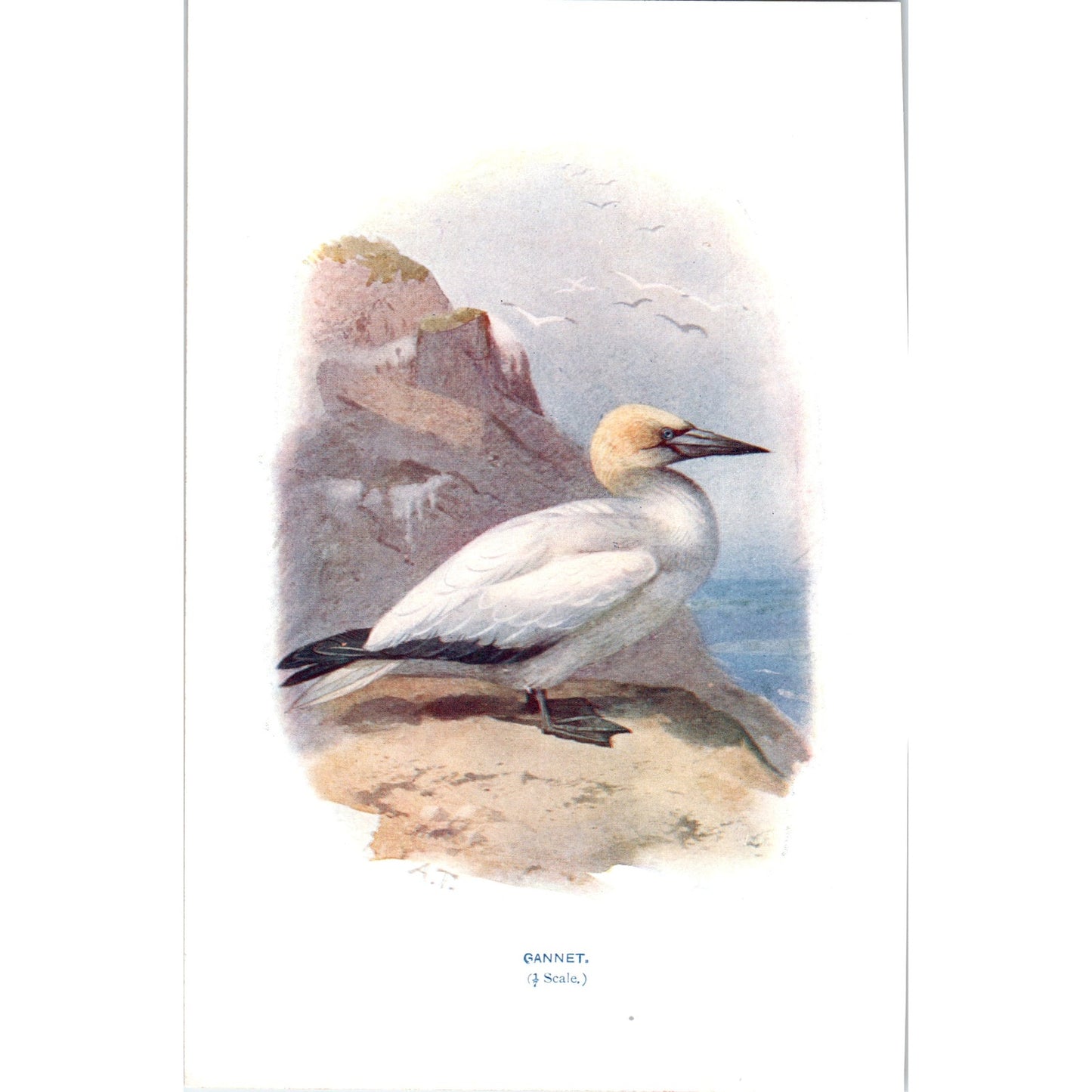 Gannet Bird 1903 Original Color Engraving Plate Print AD8-B2