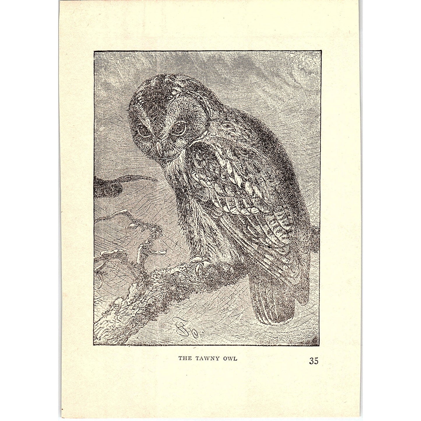 The Tawny Owl 1902 Engraving Plate AF4-H4