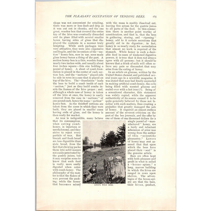The Pleasant Occupation of Tending Bees W.Z Hutchinson 4 Page 1985 Article AH6-7
