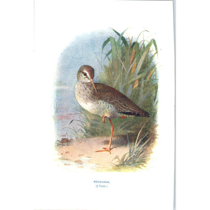 Redshank Bird 1903 Original Color Engraving Plate Print AD8-B8