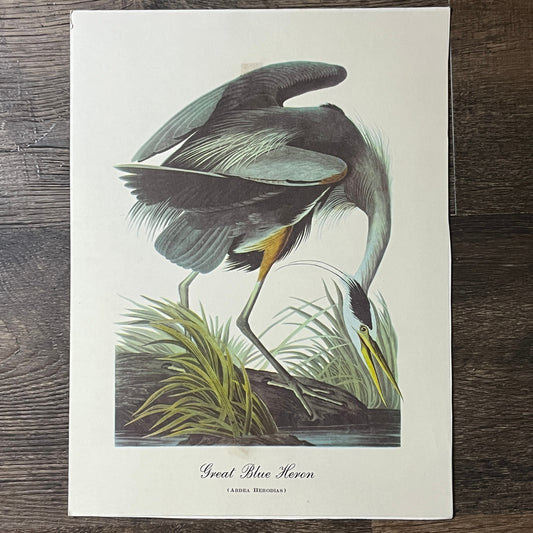 John James Audubon, Great Blue Heron 1834 - 9x12 Vintage Art Print V2