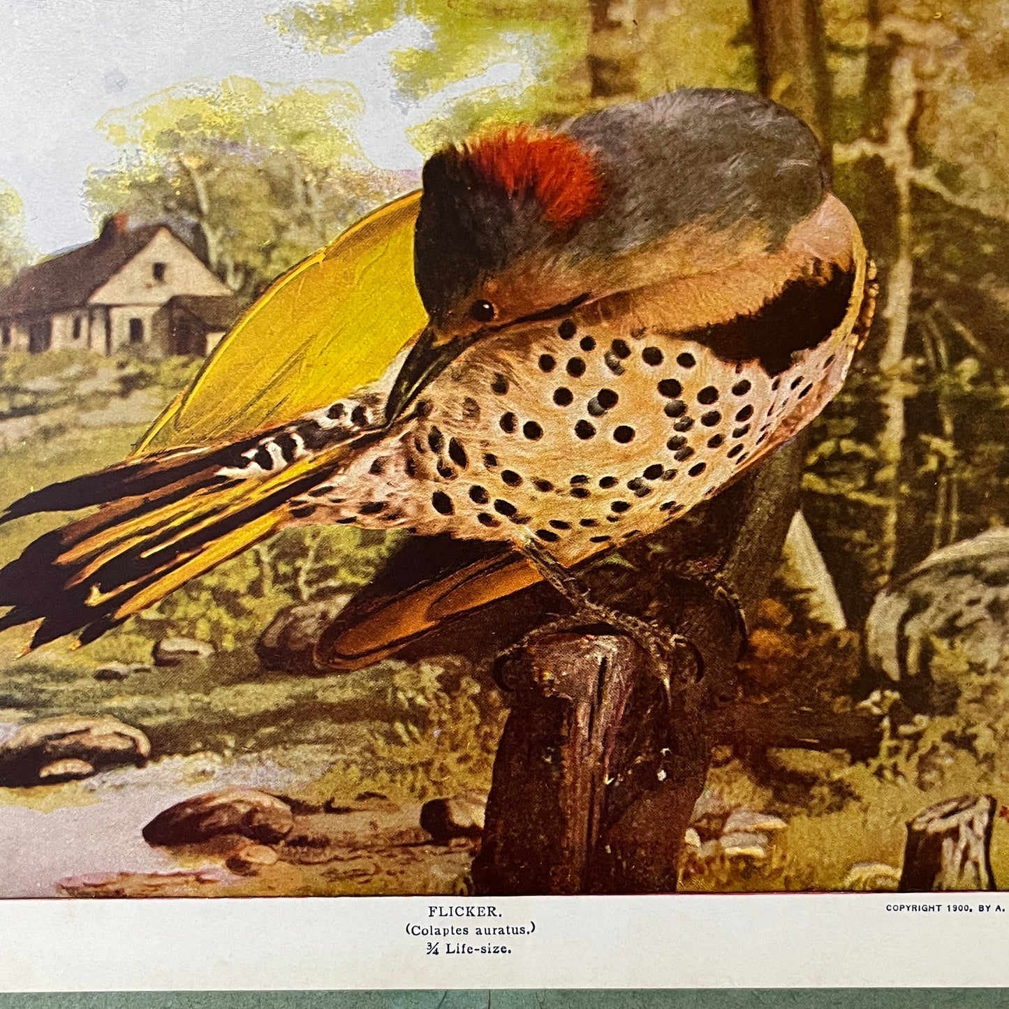 c1900 Original Flicker Colaptes Auratus Audubon Print A.W. Mumford 9x12 Print V2