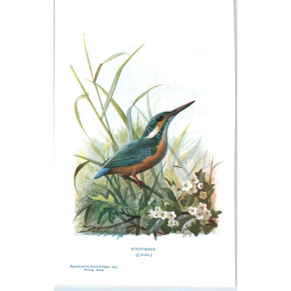 Kingfisher Bird 1903 Original Color Engraving Plate Print AD8-B4