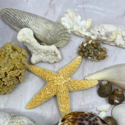 Huge Lot of Assorted Sea Shells Seashells TG7
