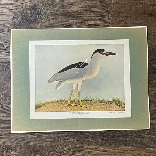 1901 Black-Crowned Night Heron A.W. Mumford - 9x12 Mounted Art Print V2