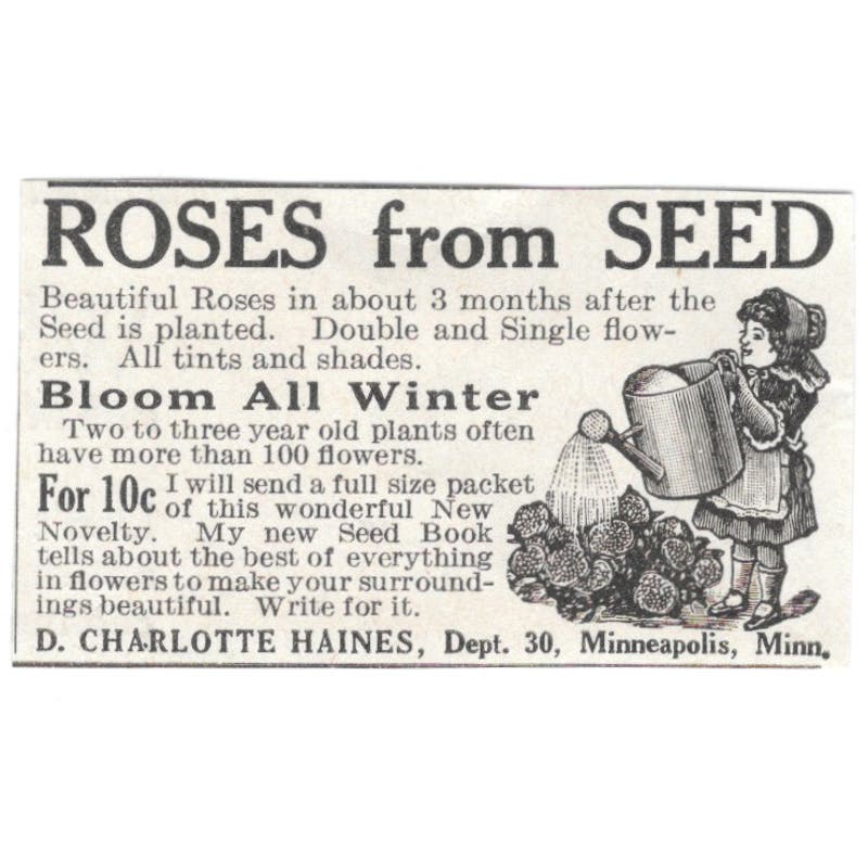 Rose Seeds D. Charlotte Haines Minneapolis MN 1918 Magazine Ad AF1-SS3