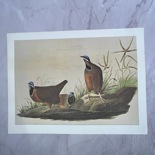 Blue Headed Ground Dove - John Audubon Vintage 11x15" Art Print V21