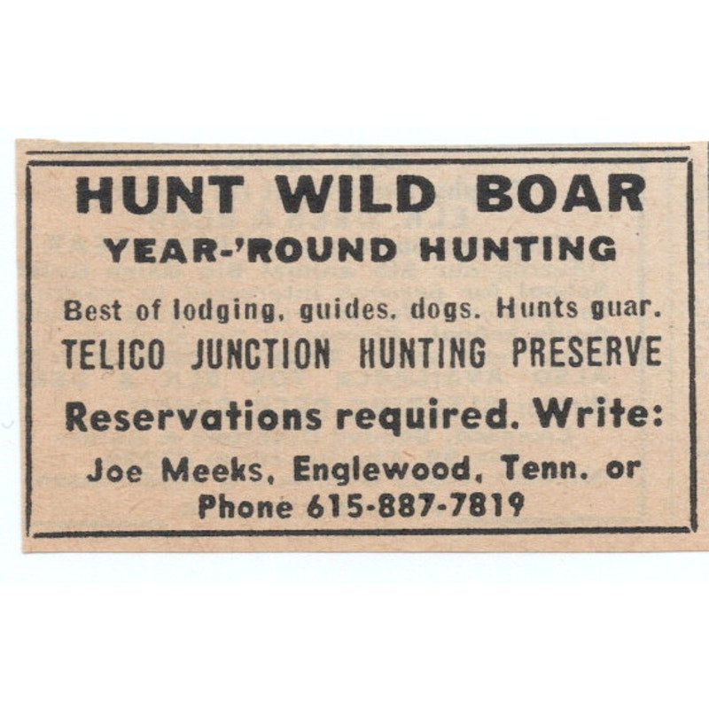 Hunt Wild Boar Telico Junction Preserve Joe Meeks Englewood TN 1977 Ad AF6-M4