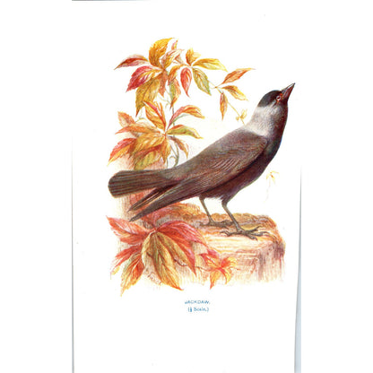 Jackdaw Bird 1903 Original Color Engraving Plate Print AD8-B3