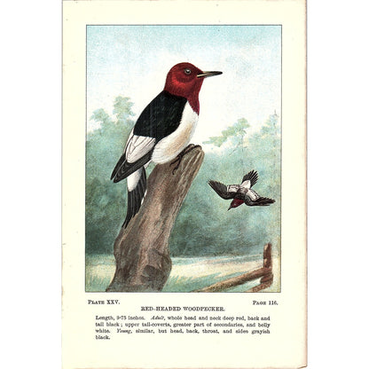 Red-Headed Woodpecker Bird 1901 Original Color Engraving Plate AF3-12