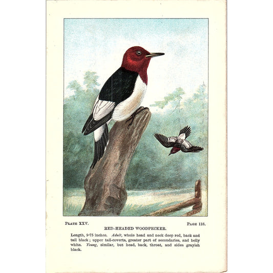 Red-Headed Woodpecker Bird 1901 Original Color Engraving Plate AF3-12