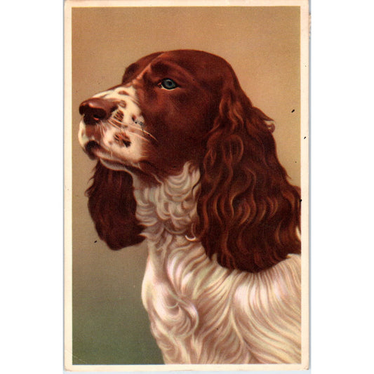 English Springer Spaniel Dog Alfred Mainzer Illustration 1953 Postcard PD1