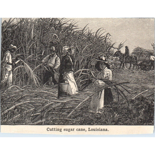 Cutting Sugar Cane in Louisiana 1901 Engraving AF2-O3