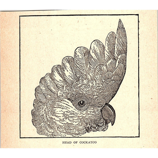 The Cockatoo 1902 Engraving Plate AF4-H2