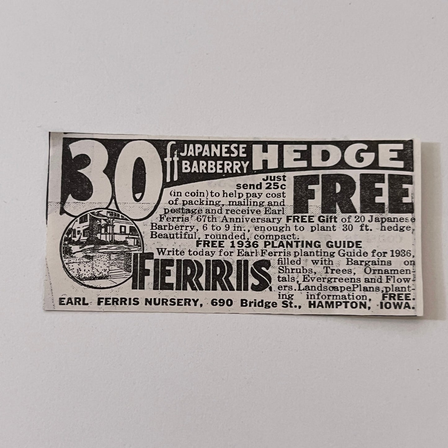 Earl Ferris Nursery 30ft Japanese Barberry Hedge Hampton IA 1936 Ad SAG4-M4
